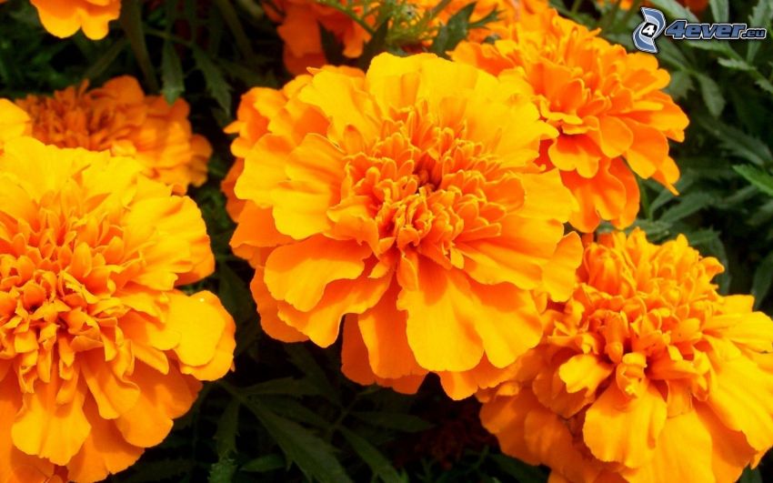marigold, flowers