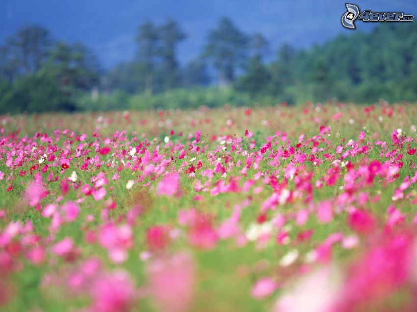 meadow, pink flowers