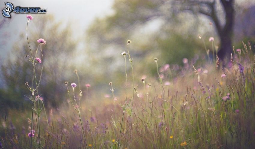 meadow, purple flowers