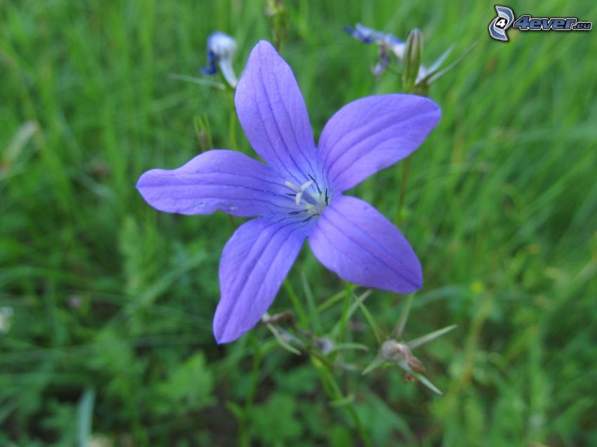 meadow flower