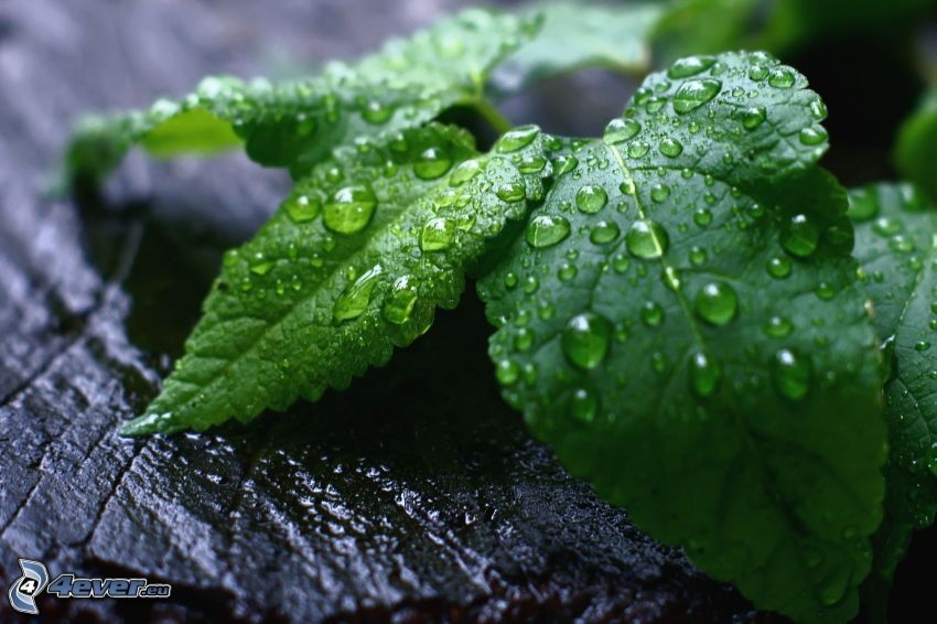 mint, dew-covered leaves