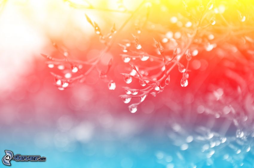 morning dew on the branches, colorful background