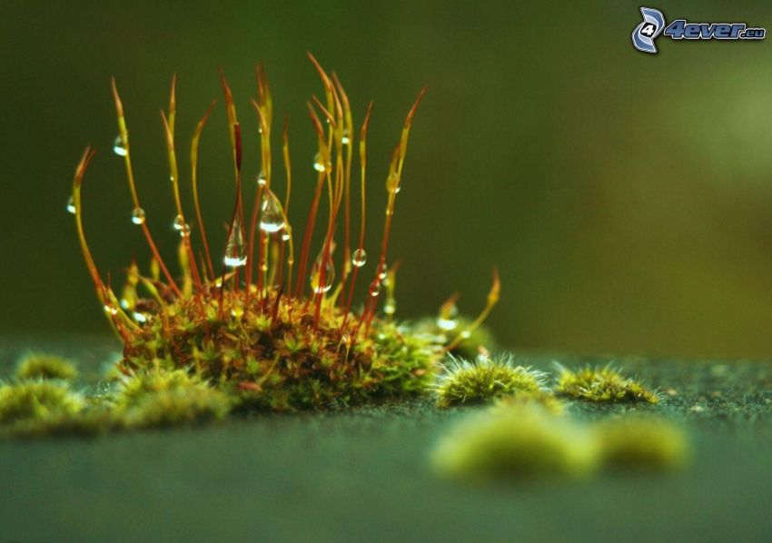 moss, drops of water