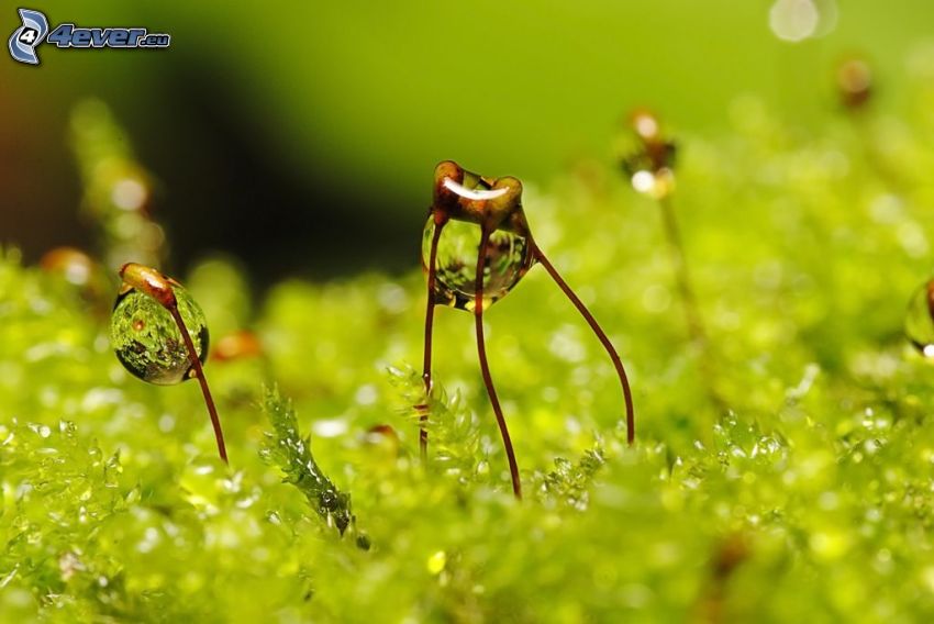 moss, drops of water