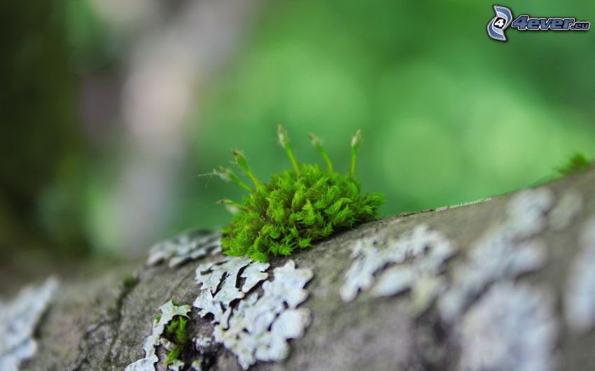 moss, tree bark