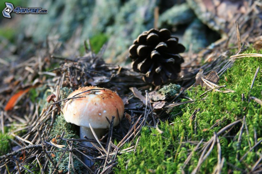 mushroom, donut, moss, tree needles