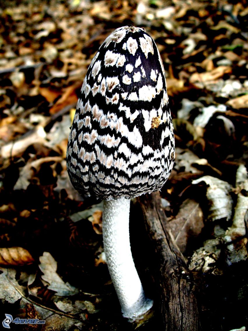 mushroom, dry leaves
