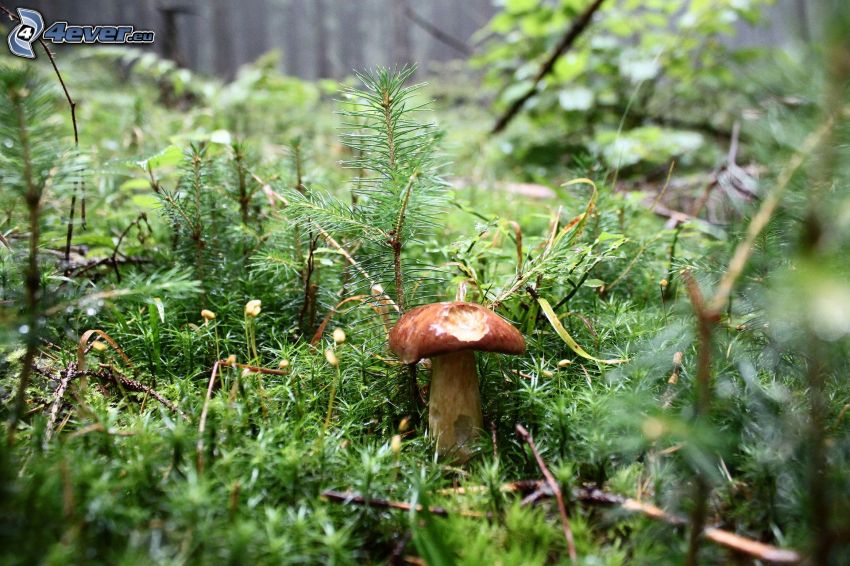 mushroom, moss, tree needles