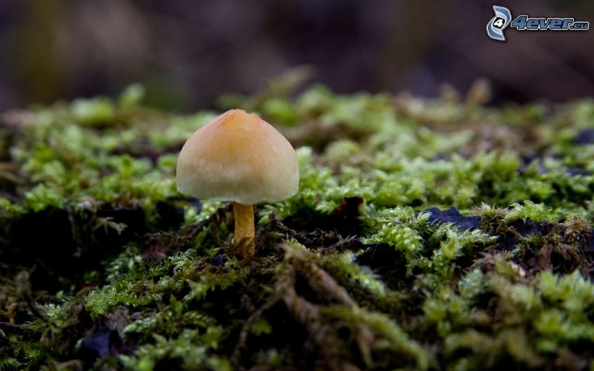 mushroom, moss