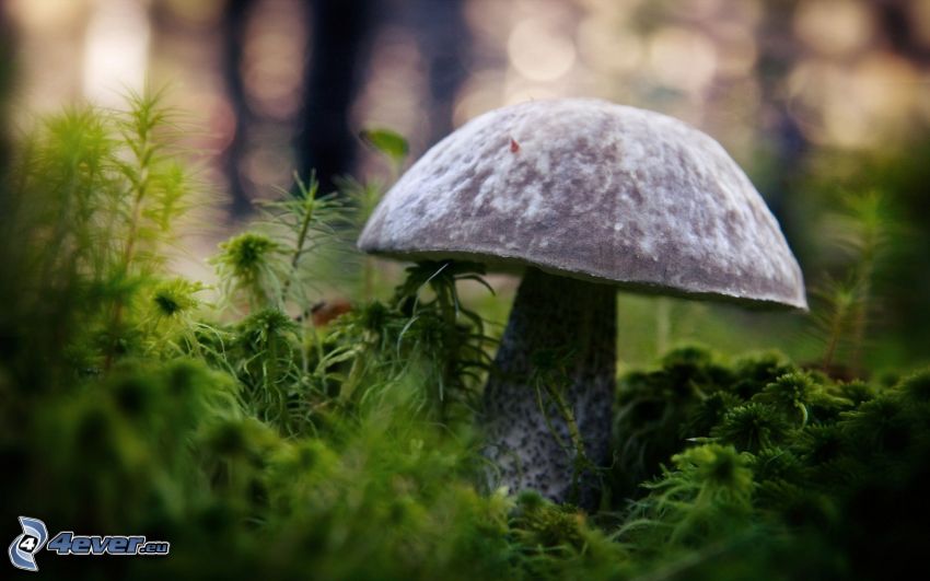 mushroom, moss