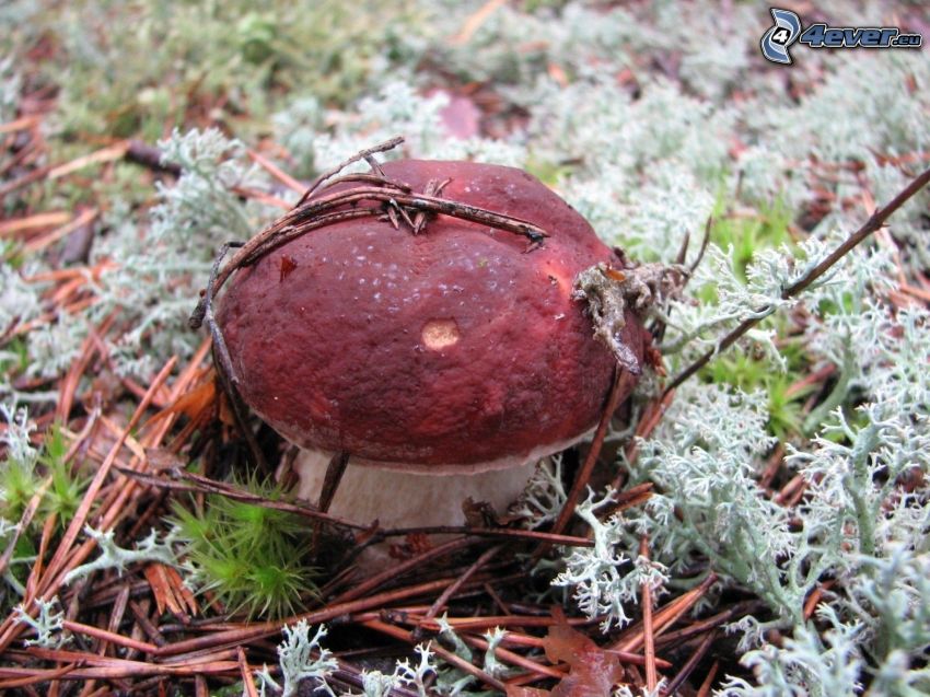 mushroom, tree needles