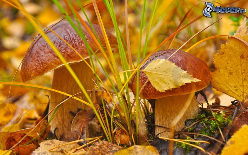 mushrooms, autumn leaves, grass