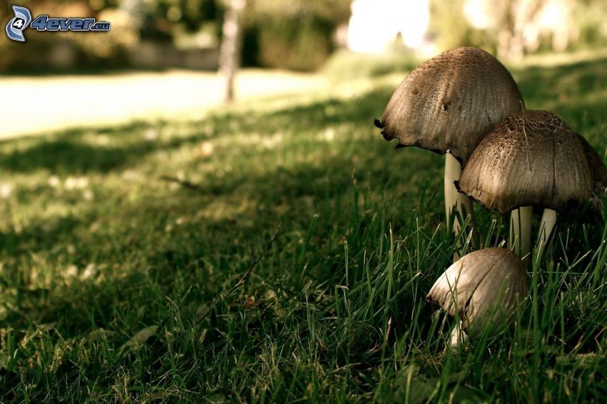 mushrooms, grass