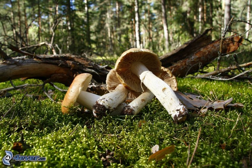 mushrooms, moss, wood
