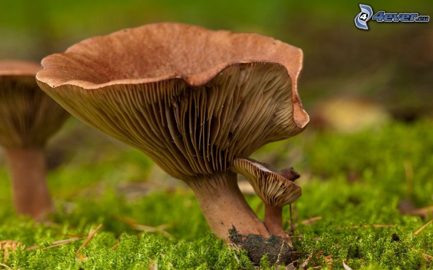 mushrooms, moss