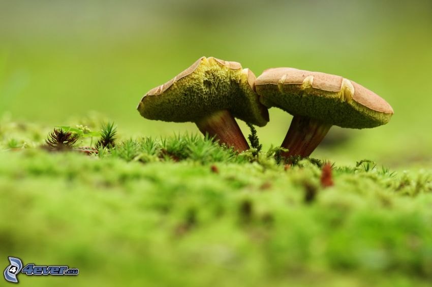 mushrooms, moss