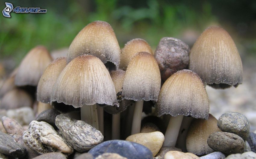 mushrooms, rocks
