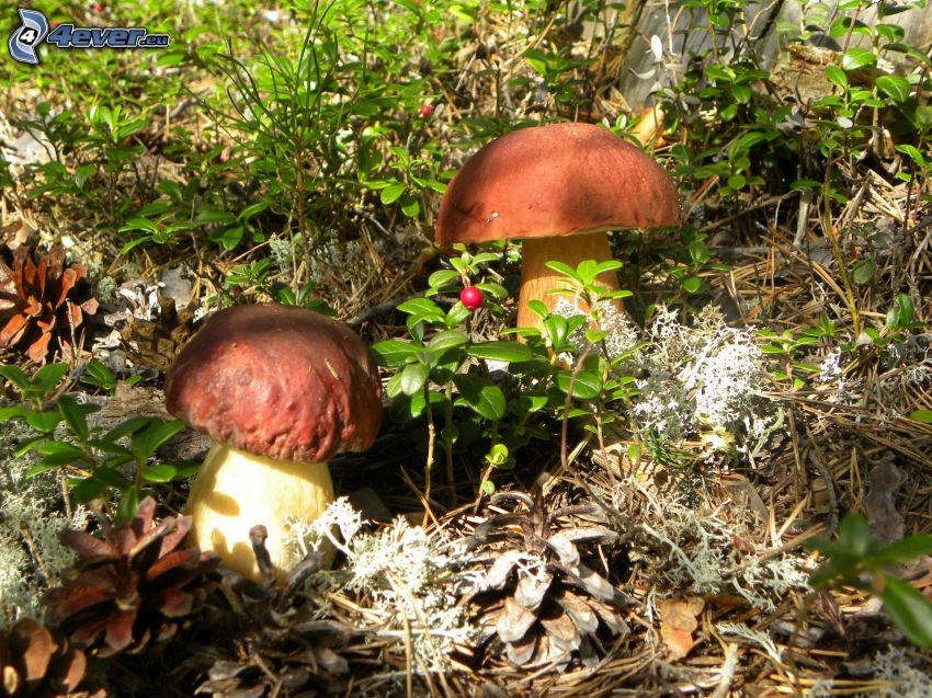 mushrooms, tree needles