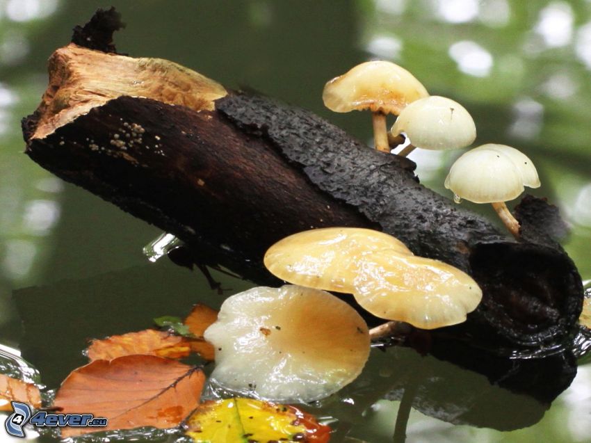 mushrooms, wood, lake