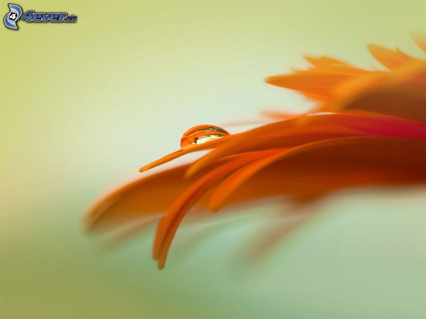 orange flower, drop of water, yellow petals