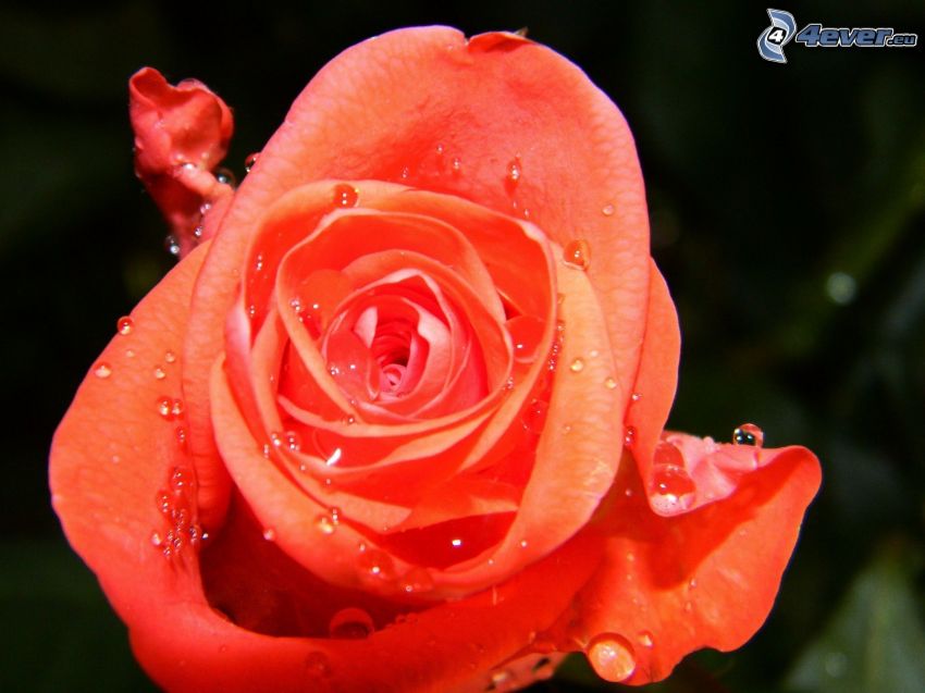 orange rose, dew rose