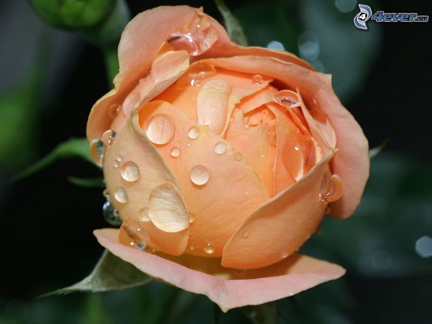 orange rose, dew rose