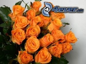 orange roses, bouquet of roses