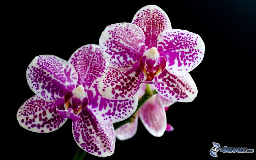 Orchid