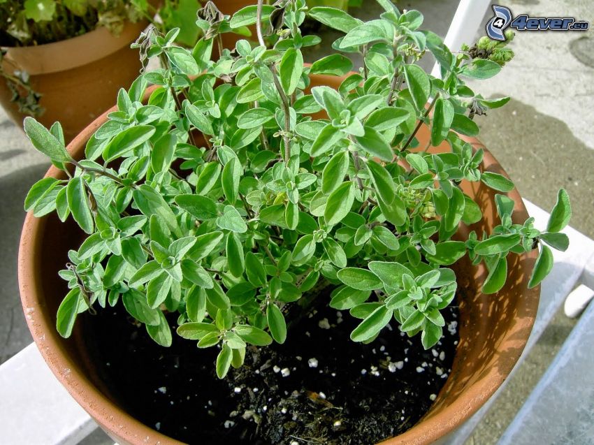 origanum vulgare, green leaves, flowerpot