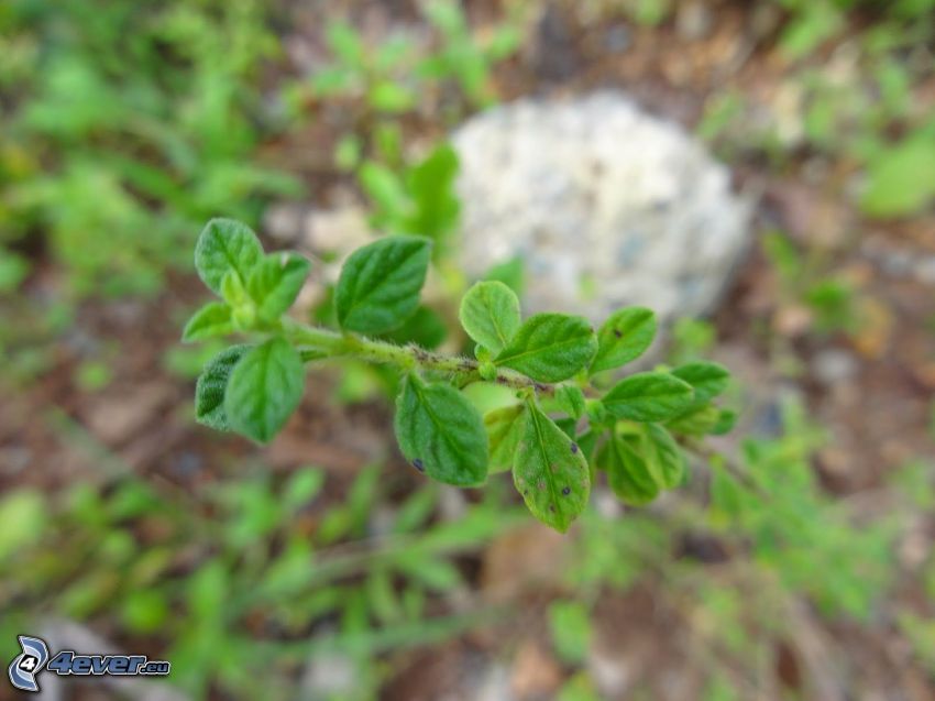 origanum vulgare, green leaves