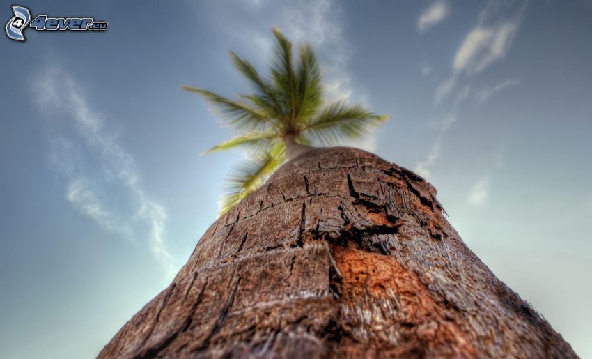 palm tree, branch, HDR