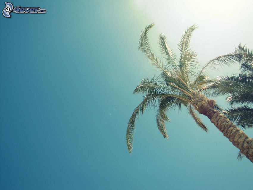 palm tree, sky