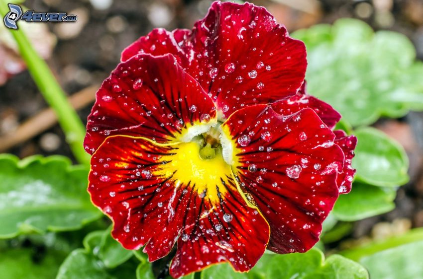 pansies, red flower, drops of water