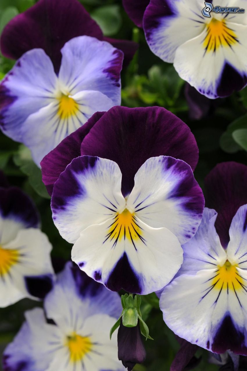 pansies, white flowers, purple flowers
