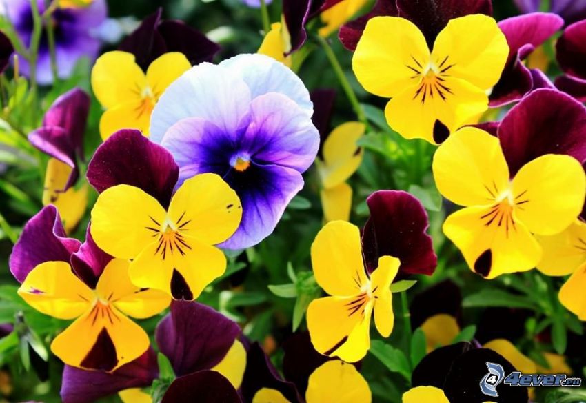 pansies, white flowers, yellow flowers, purple flowers