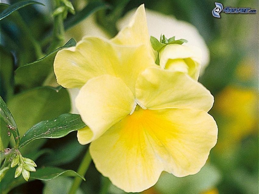 pansies, yellow flower