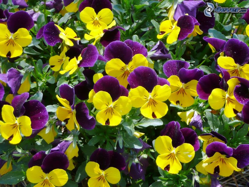 pansies, yellow flowers, purple flowers