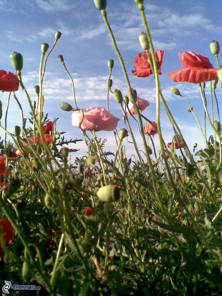 papaver rhoeas, field flowers