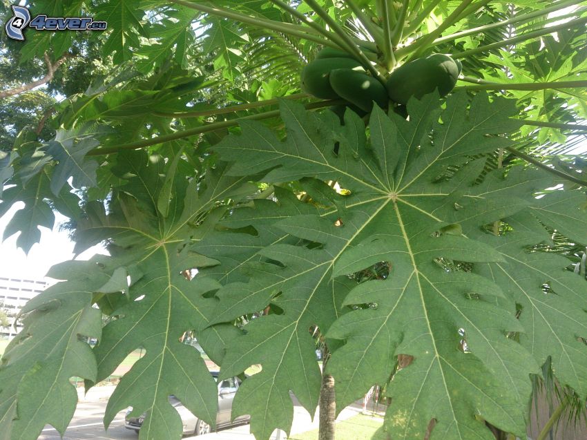 papaya, green leaves