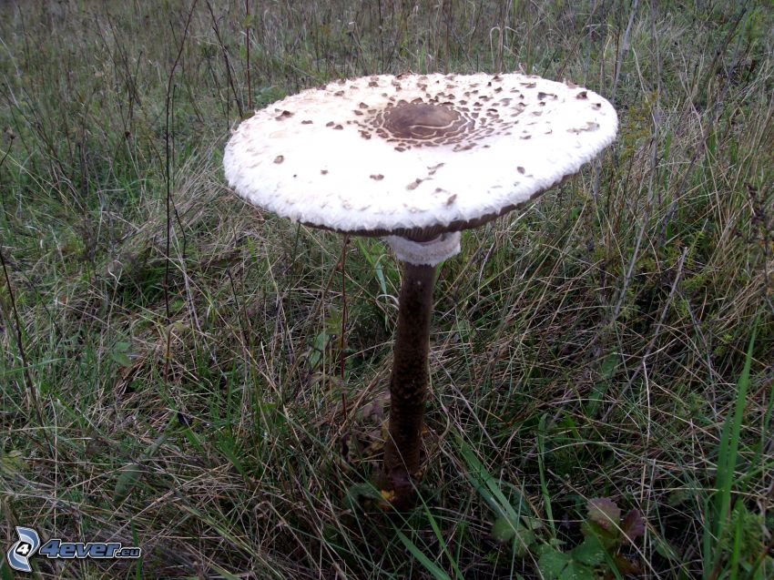 parasol mushroom, mushroom, grass