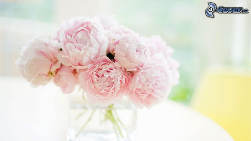 peony, flowers in a vase