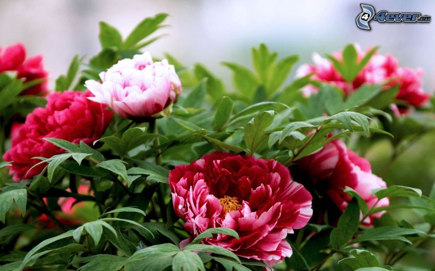 peony, red flowers, green leaves