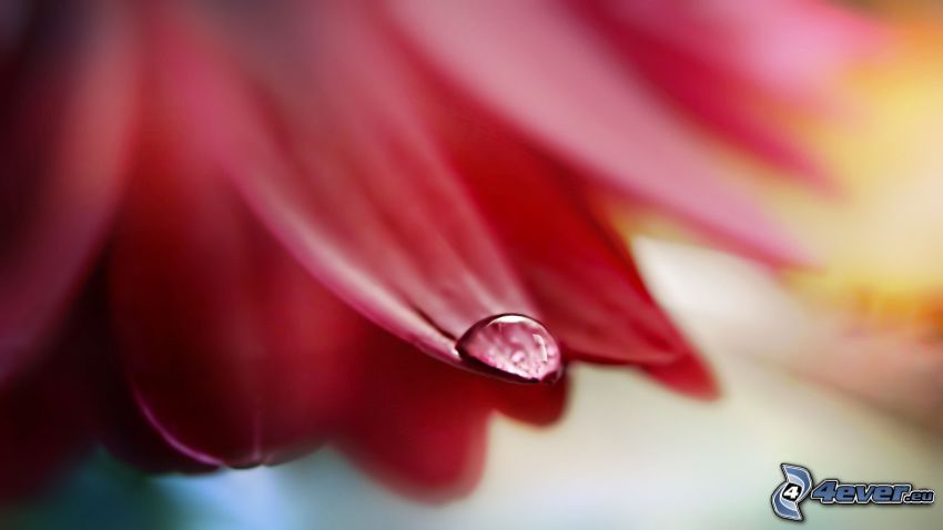 petals, drops of water