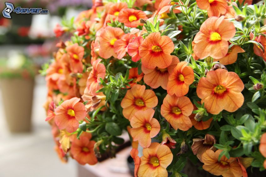 petunia, orange flowers