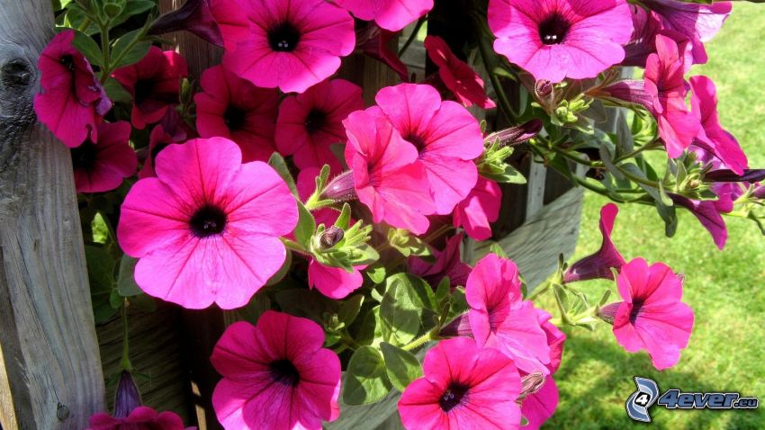 petunia, pink flowers