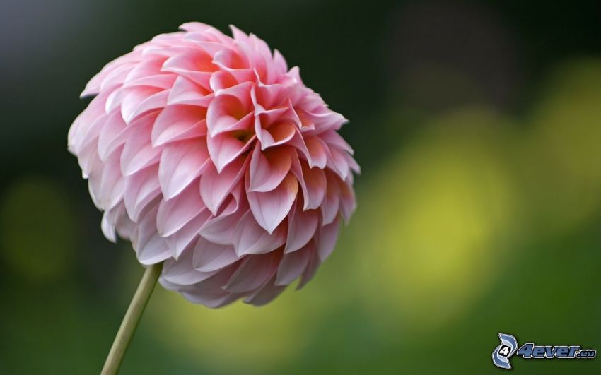 pink dahlia, flower