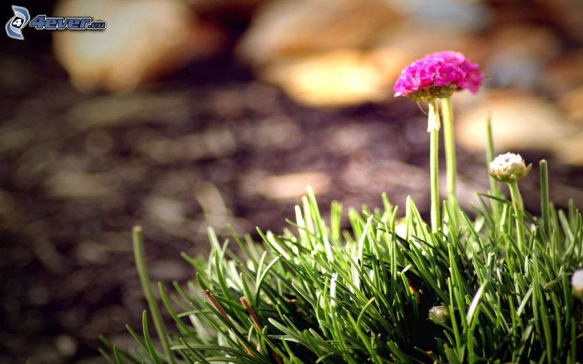 pink flower, grass