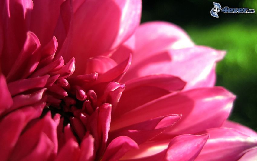 pink flower