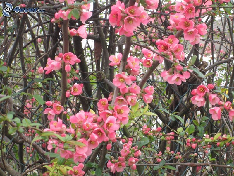 pink flowers, bushes