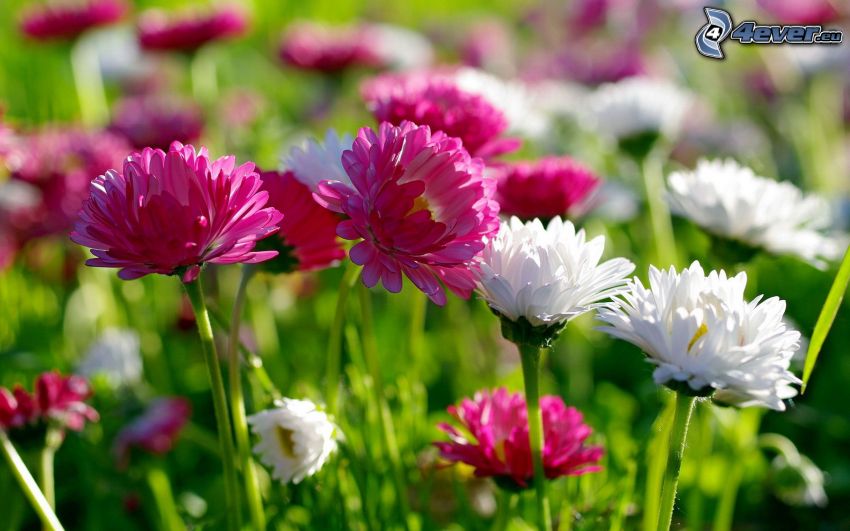pink flowers, white flowers